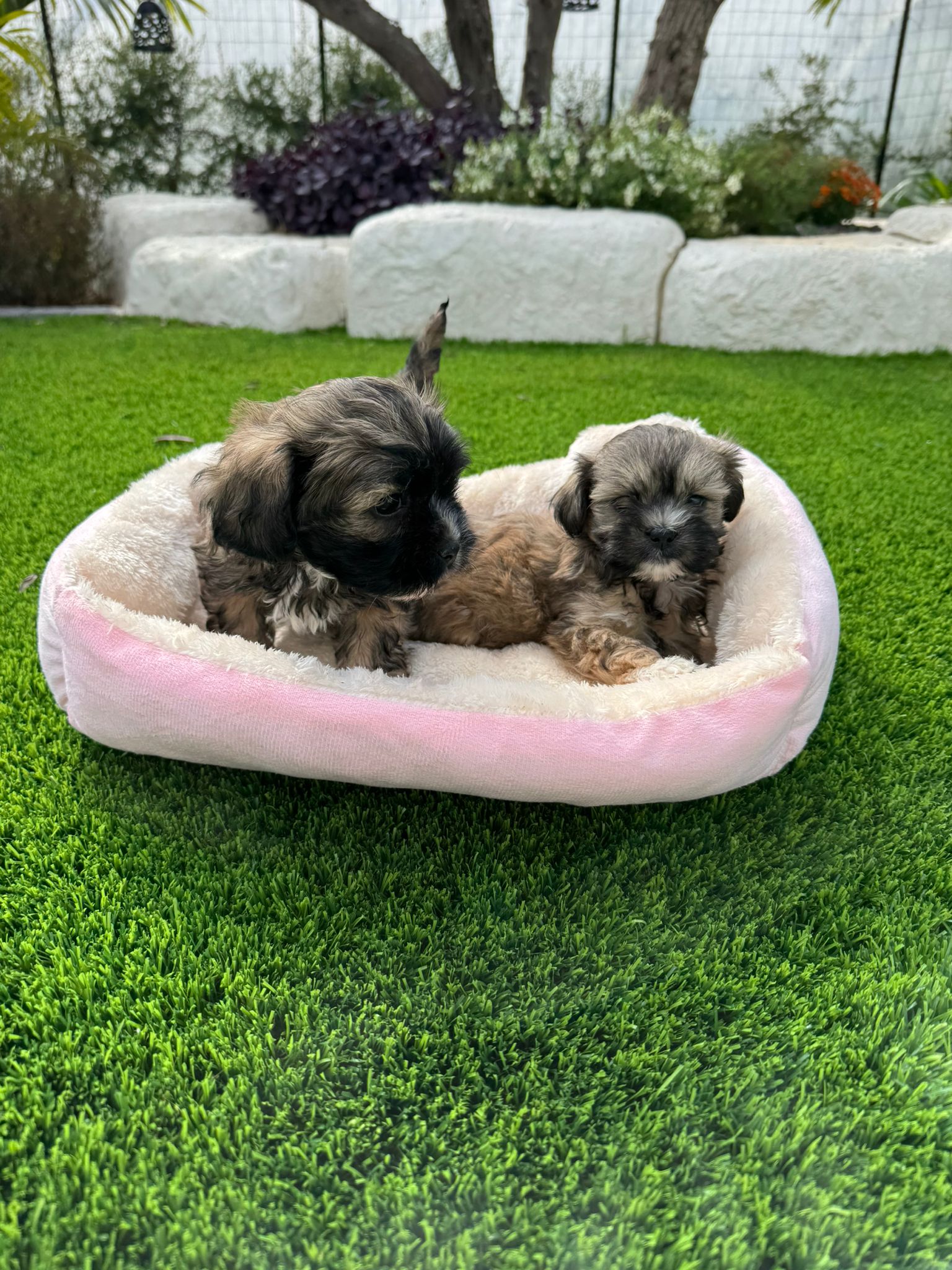 גורי שיפו למכירה