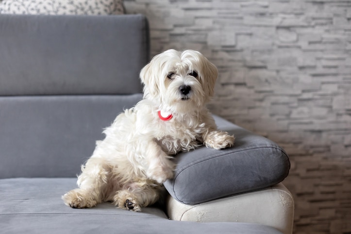 מלטז ננסי למכירה