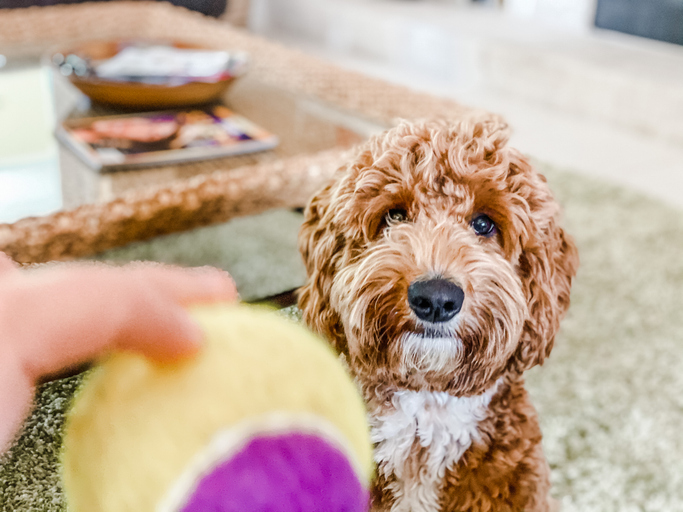 בריאות של פודלים