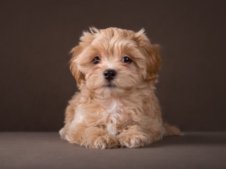 תזונה נכונה למלטיפו