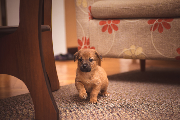 גור משתולל בבית