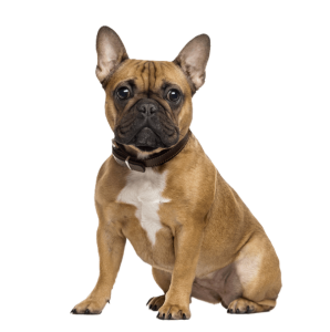 כלב בולדוג צרפתי