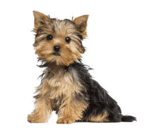 כלב יורקשייר