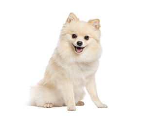 כלב פומרניין