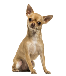 כלב צ'יוואווה