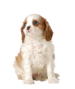 כלב קבליר קינג צ'ארלס